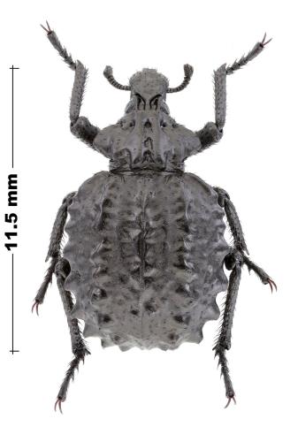 Brachycerus sp.